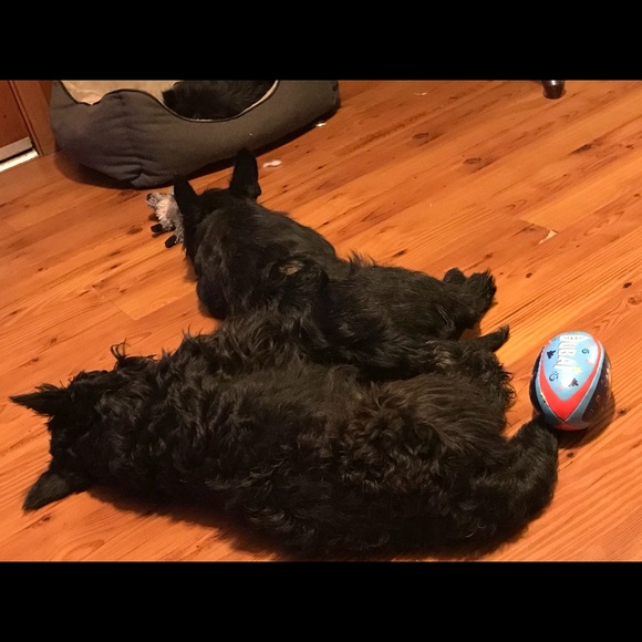 Meet your Posher, Tracie - Picture 7 of 8